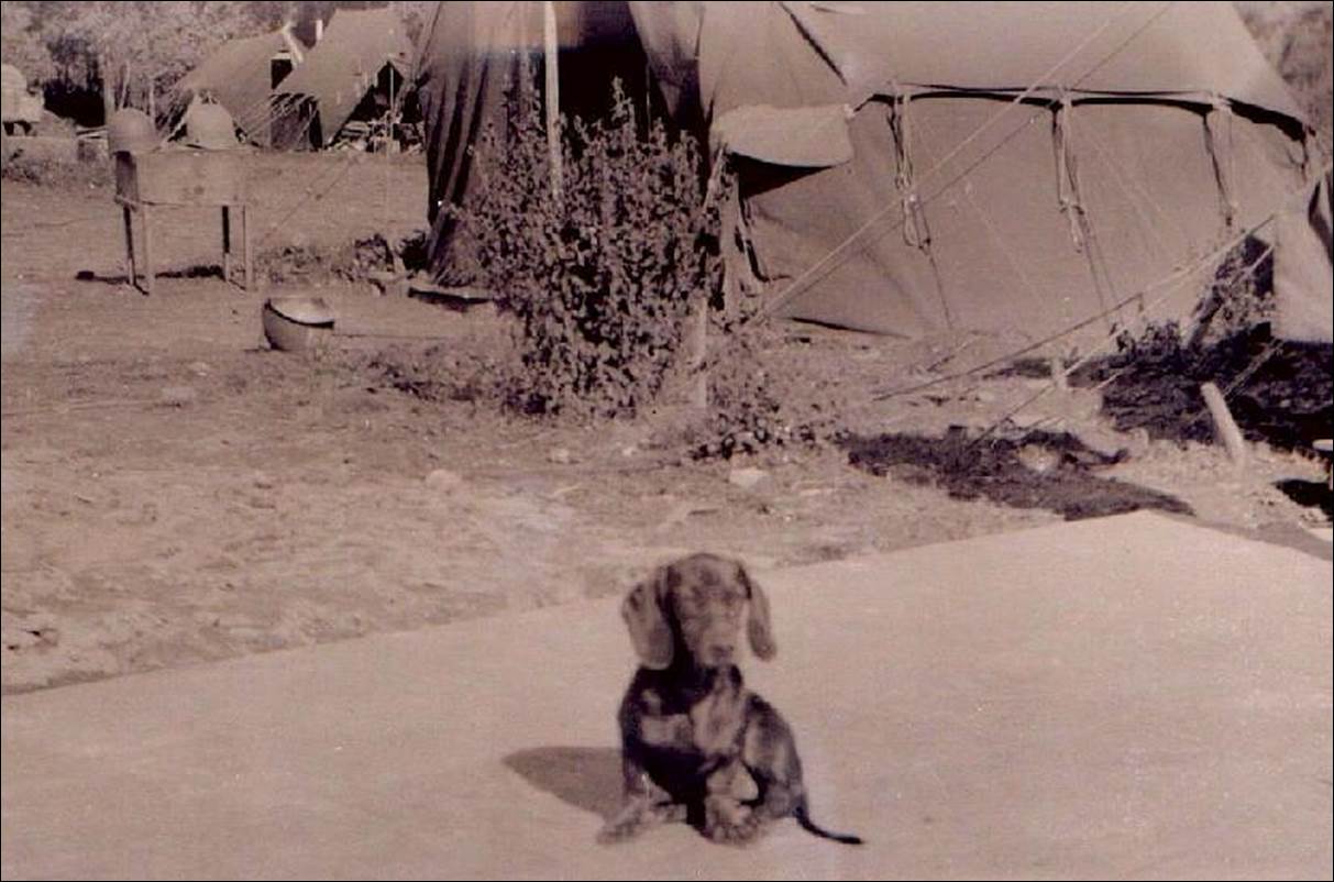 camp_dog_mascot_R